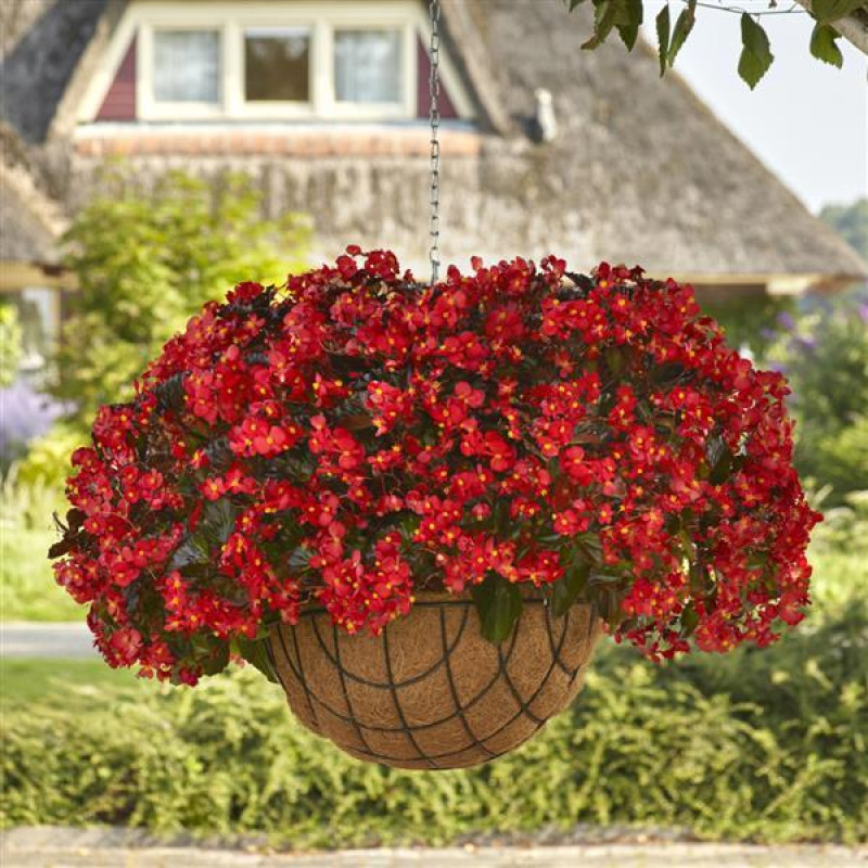 Бегония гибридная Hula F1 Red