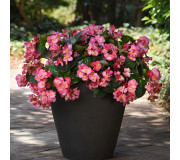Бегонія гібридна - Begonia hybrida