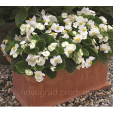  Бегонія вічноквітуча Bada Bing F1 White, 50 шт, Syngenta