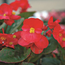  Бегонія вічноквітуча Volumia Scarlet, 1000 шт, Syngenta 
