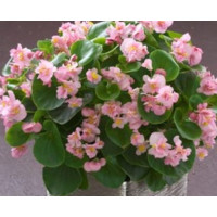 Бегония вечноцветущая Fiona F1 Pink