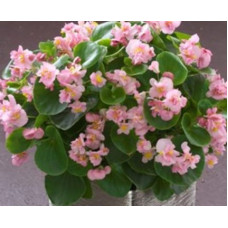 Бегония вечноцветущая Fiona F1 Pink
