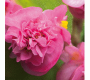 Серія "Fiona" (Takii Seed) (напівмахрова)