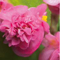  Бегонія вічноквітуча Fiona F1 Rose, 250 шт, Takii seed