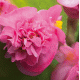 Бегонія вічноквітуча Fiona F1 Rose, 50 шт, Takii seed