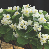Бегония вечноцветущая Fiona F1 White