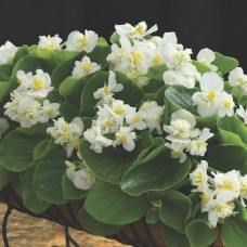 Бегония вечноцветущая Fiona F1 White