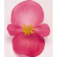 Бегония вечноцв Nightlife: Deep Rose