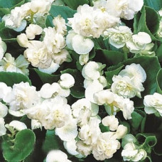 Бегония вечноцв Queen: White