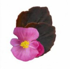 Бегония вечноцв Senator iQ Deep Rose