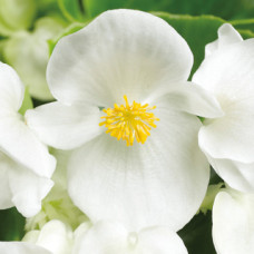  Бегонія вічноквітуча Topspin White, 1000 шт, Syngenta 