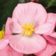 Бегонія вічноквітуча Topspin Pink, 250 шт, Syngenta