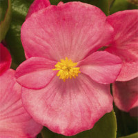  Бегонія вічноквітуча Topspin Rose, 50 шт, Syngenta 
