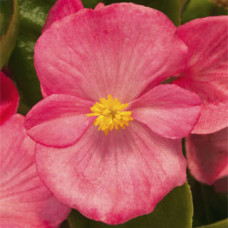  Бегонія вічноквітуча Topspin Rose, 250 шт, Syngenta 