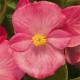 Бегонія вічноквітуча Topspin Rose, 1000 шт, Syngenta