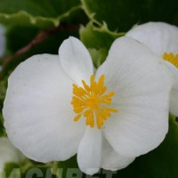 Бегонія  Ambassador: White, 1000 шт, Sakata