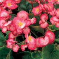 Бегония Ambassador: Rose Blush