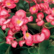 Бегония Ambassador: Rose Blush