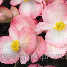 Бегония  Bada Boom F1 Rose Bicolor