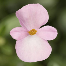 Бегония вечноцв Bada Boom F1 Light Pink