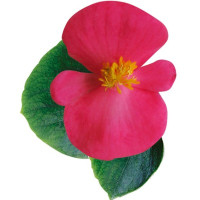 Бегонія Ambassador: Rose, 100 шт, Sakata