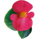 Бегонія Ambassador: Rose, 1000 шт, Sakata