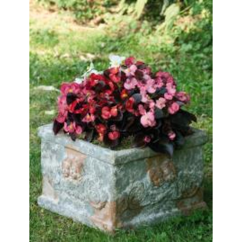 Бегония межвидовая Stonehedge F1 Rose Bronze Leaf