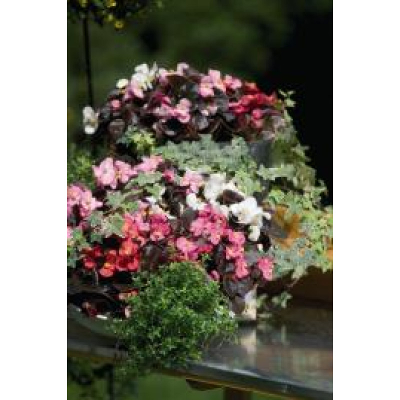 Бегония межвидовая Stonehedge F1 Rose Bronze Leaf
