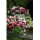 Бегония межвидовая Stonehedge F1 Rose Bronze Leaf