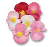 Бегонія бенарі - Begonia benariensis
