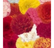 Бегонія бульбова - Begonia tuberosa