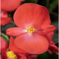  Бегонія вічноквітуча Eureka F1 Scarlet, 50 шт, Syngenta 