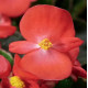 Бегонія вічноквітуча Eureka F1 Scarlet, 50 шт, Syngenta