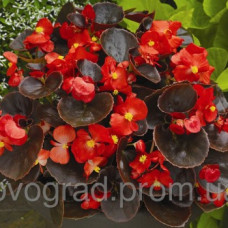 Бегонія Eureka F1 Bronze Scarlet, 1000 шт, Syngenta 