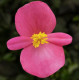 Бегонія Eureka F1 Bronze Rose, 1000 шт, Syngenta