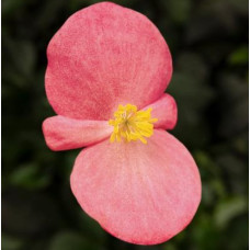 Бегонія Eureka F1 Bronze Pink, 1000 шт, Syngenta 