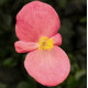 Бегонія Eureka F1 Bronze Pink, 1000 шт, Syngenta