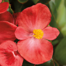  Бегонія вічноквітуча Topspin Scarlet, 1000 шт, Syngenta 