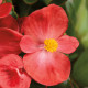 Бегонія вічноквітуча Topspin Scarlet, 250 шт, Syngenta