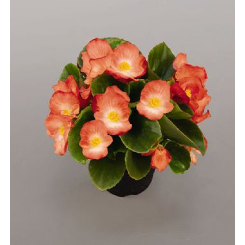 Бегония вечноцв Sprint Plus: Orange Bicolor