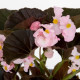 Бегония межвидовая Stonehedge F1 Light Pink Bronze Leaf