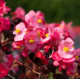Бегония межвидовая Stonehedge F1 Rose Bronze Leaf