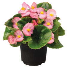 Бегонія вічноквітуча Super Olympia®: Pink, 50 шт, Benary 