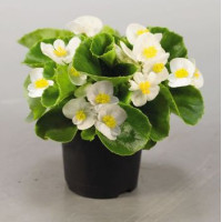  Бегонія вічноквітуча Super Olympia®: White, 50 шт, Benary 