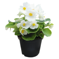 Бегония вечноцв Super Cool White