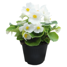 Бегония вечноцв Super Cool White