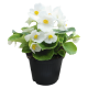 Бегония вечноцв Super Cool White
