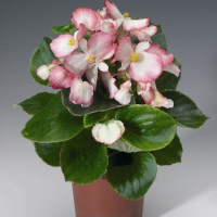 Бегония вечноцв Volumia Rose Bicolour