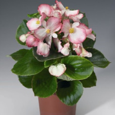 Бегония вечноцв Volumia Rose Bicolour