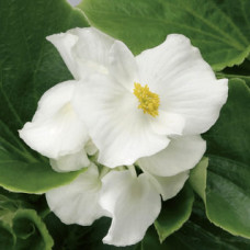  Бегонія вічноквітуча Volumia White, 1000 шт, Syngenta 